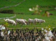 Achat vente terrain Thouarce