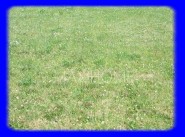 Terrain 